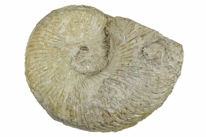 Cretaceous Ammonite (Adkinsites) Fossil - Texas #262718